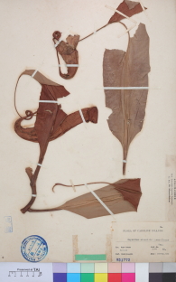 Specimen thumbnail